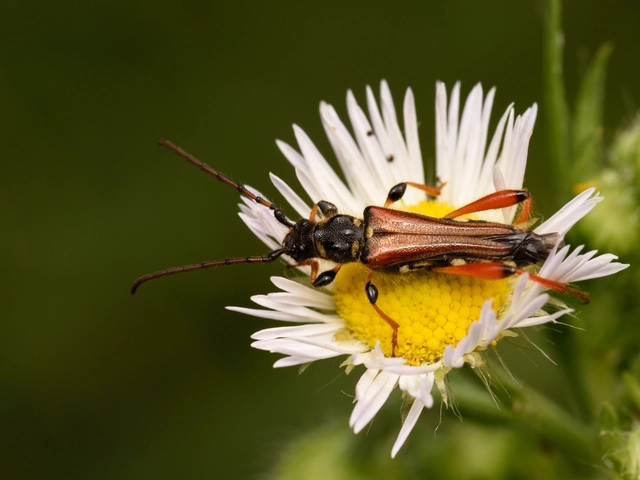 Stenopterus rufus - tarkacsápú keskenyfedőscincér