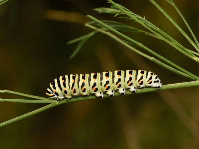 Papilio machaon - fecskefarkú lepke