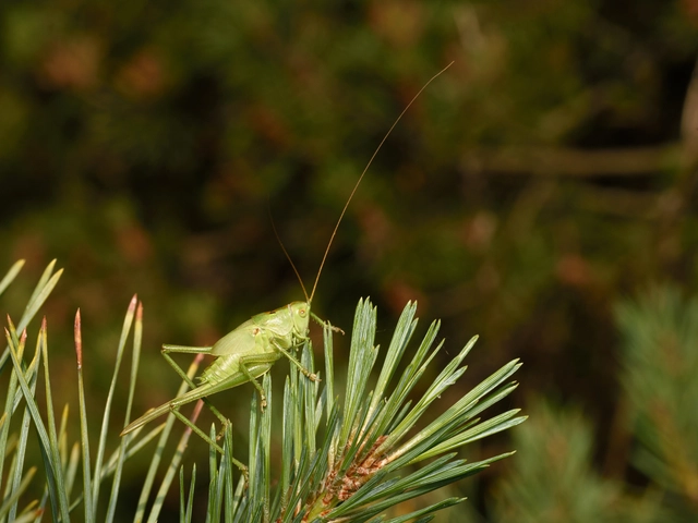 Tettigonia viridissima - zöld lombszöcske