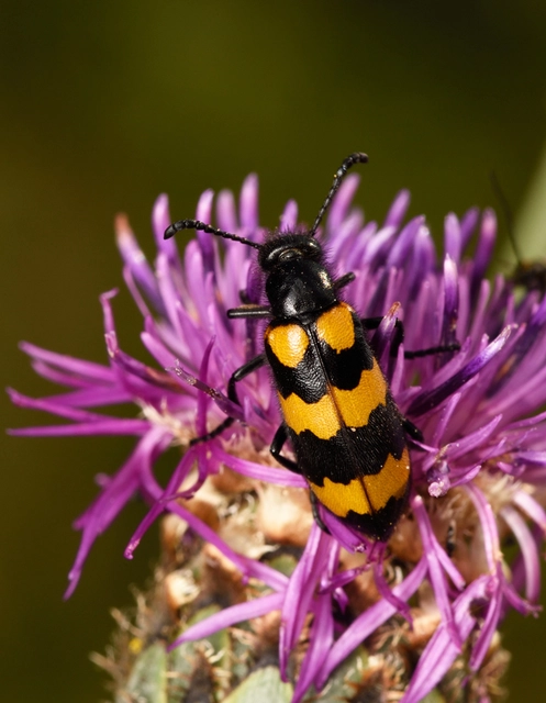 Mylabris variabilis - szalagos hólyaghúzó Mylabris variabilis - szalagos hólyaghúzó