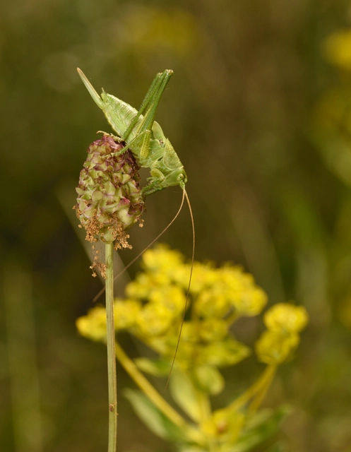 Tettigonia