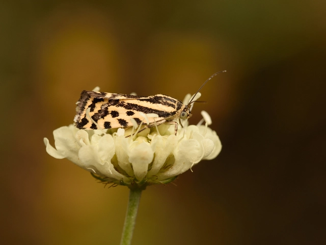 Emmelia trabealis - zebrabagoly