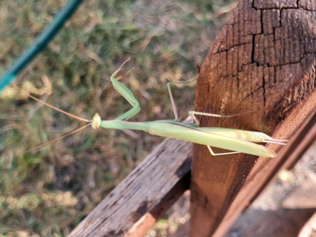 Mantis religiosa - imádkozósáska