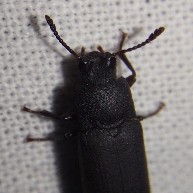 Cryphaeus cornutus - szarvas gyászbogár