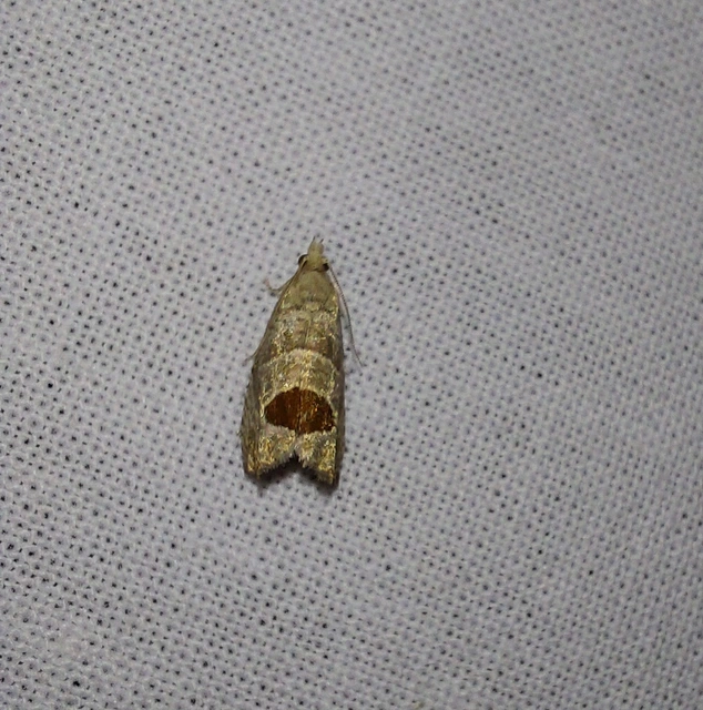 Notocelia uddmanniana - málnasodró tükrösmoly