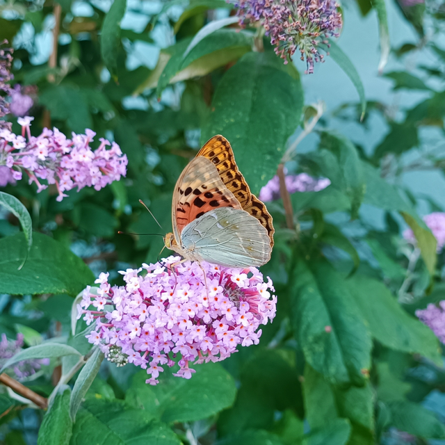 Argynnis pandora - zöldes gyöngyházlepke