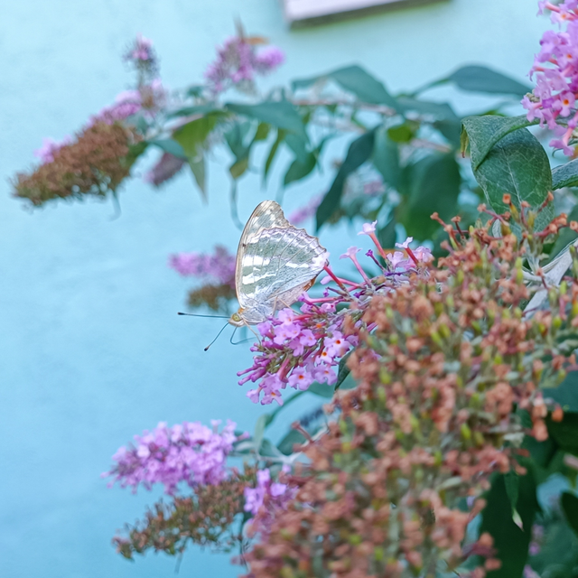 Argynnis paphia - nagy gyöngyházlepke