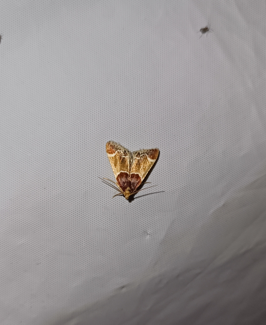 Pyralis farinalis - lisztilonca