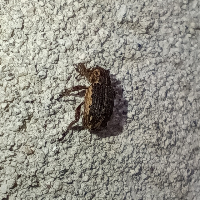 Brachypera zoilus - lucerna-gubósormányos
