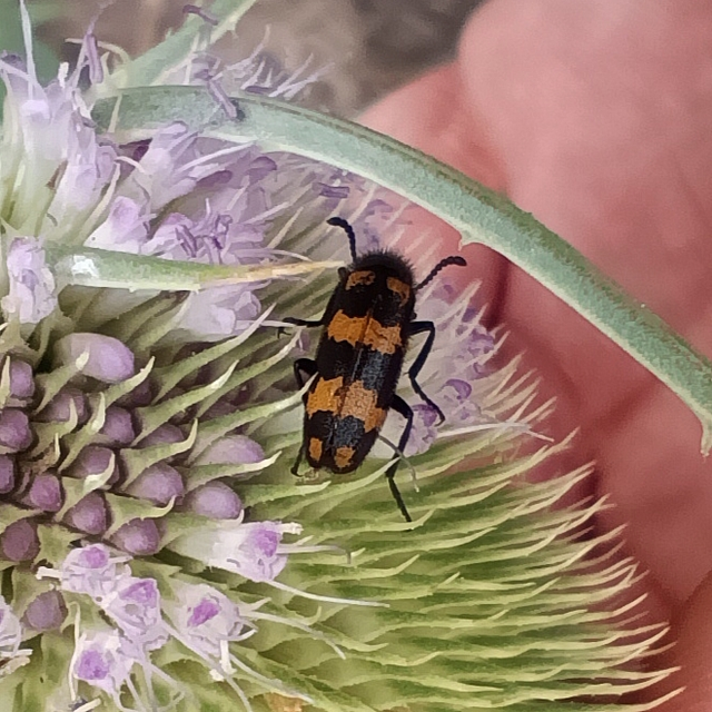 Mylabris pannonica - pannon hólyaghúzó Mylabris pannonica - pannon hólyaghúzó