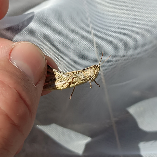Chorthippus (Chorthippus) (subgenus)