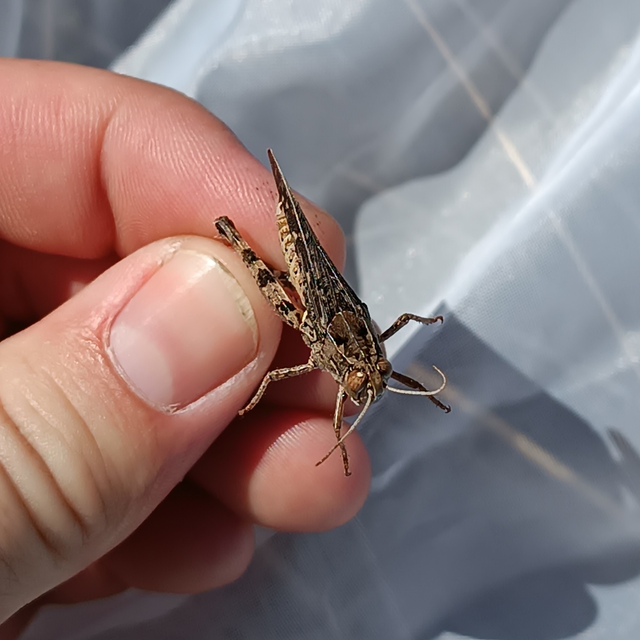Calliptamus italicus - olaszsáska