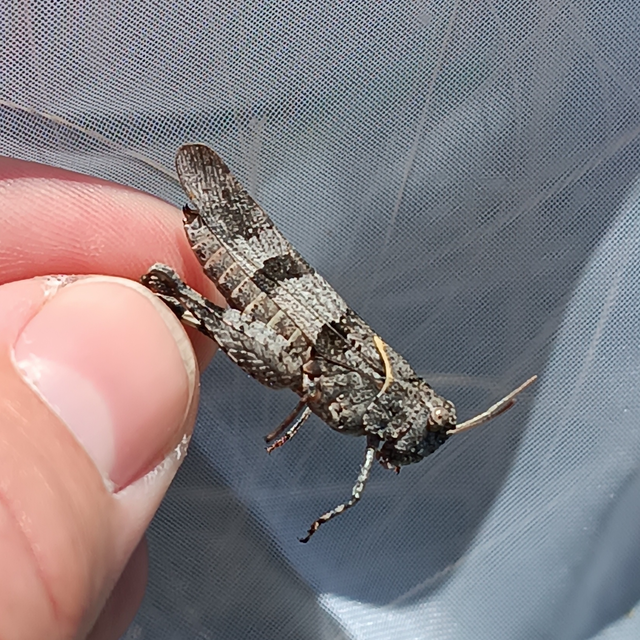 Oedipoda caerulescens - kékszárnyú sáska