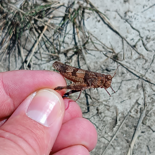 Oedipoda caerulescens - kékszárnyú sáska