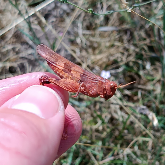 Oedipoda caerulescens - kékszárnyú sáska