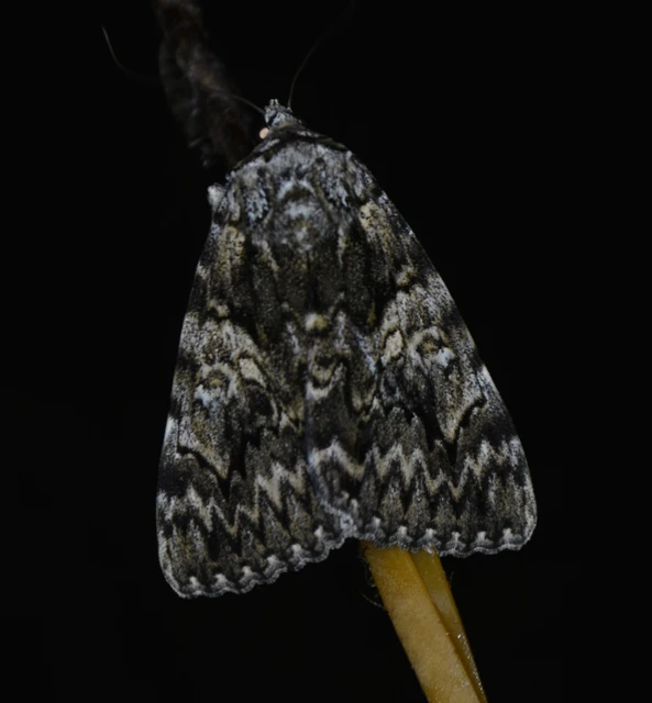 Catocala promissa - kis tölgyfa-övesbagoly