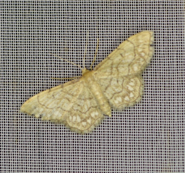 Idaea moniliata - gyöngyös apróaraszoló