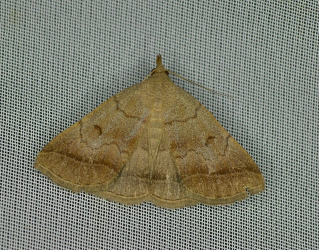 Zanclognatha lunalis - pelyheslábú karcsúbagoly