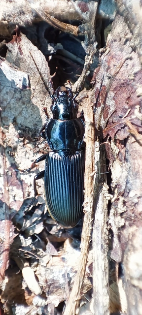 Pterostichus melanarius - közönséges gyászfutó