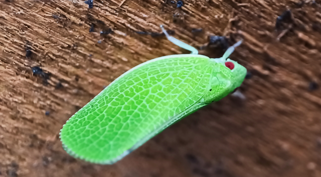 Acanalonia conica - élénkzöld lepkekabóca