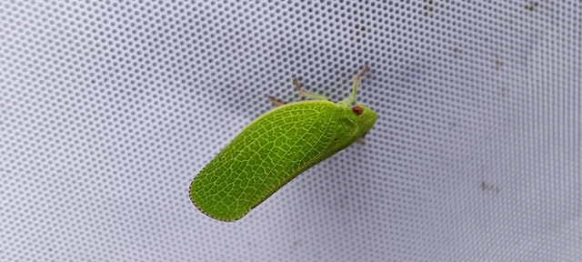 Acanalonia conica - élénkzöld lepkekabóca