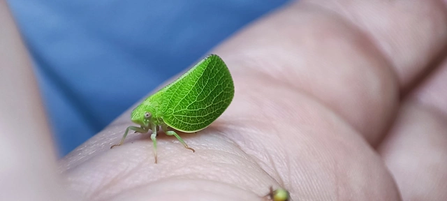 Acanalonia conica - élénkzöld lepkekabóca