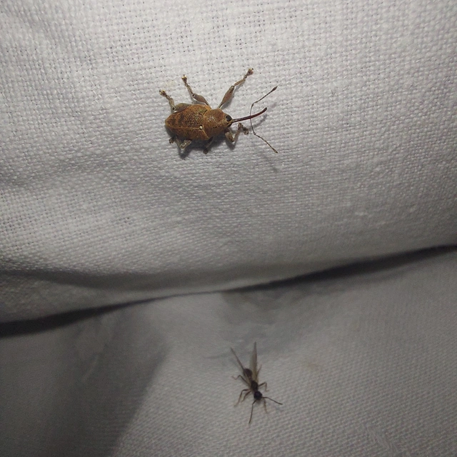 Curculio glandium - tölgymakkzsuzsóka