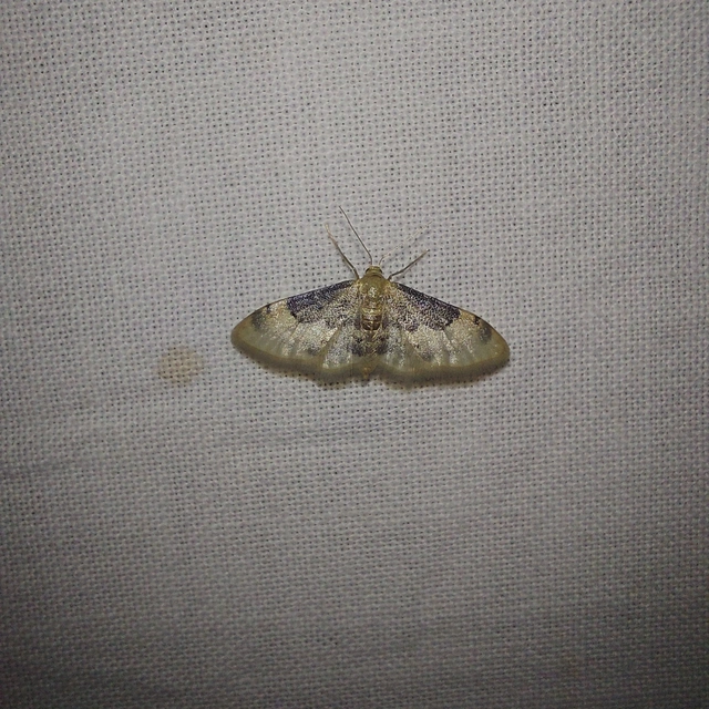 Idaea filicata - sötéttövű apróaraszoló