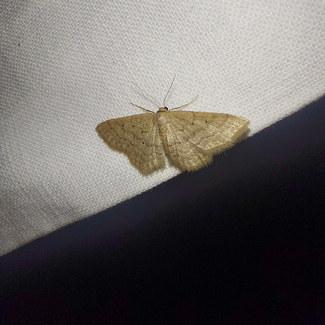 Idaea obsoletaria rufularia - sárgás apróaraszoló