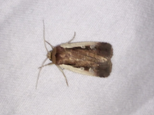 Ochropleura plecta - fehérszegélyű fűbagoly