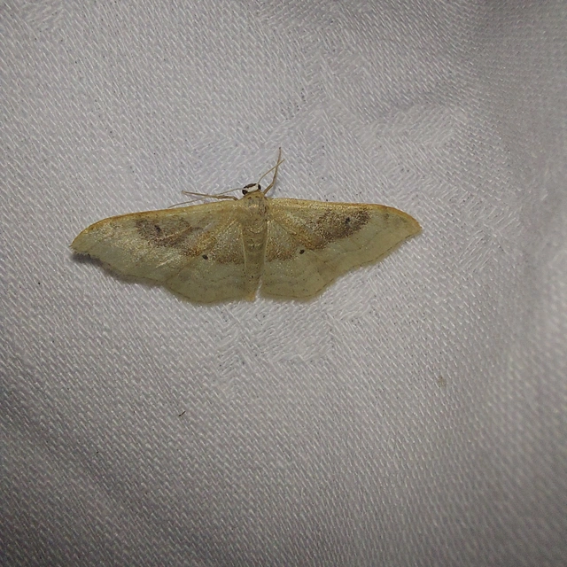 Idaea degeneraria - barnasávos araszoló