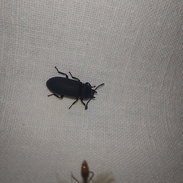 Cryphaeus cornutus - szarvas gyászbogár