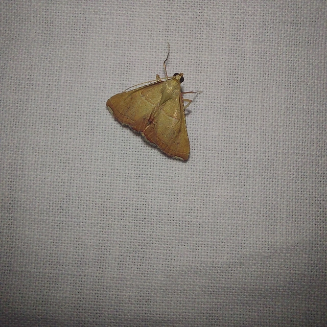 Endotricha flammealis - tüzesszárnyú fényilonca