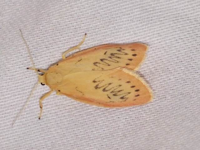 Miltochrista miniata - piros medvelepke