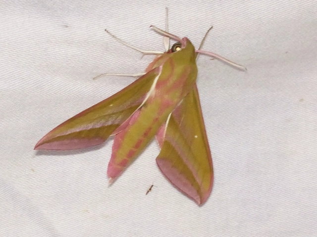 Deilephila elpenor - szőlőszender