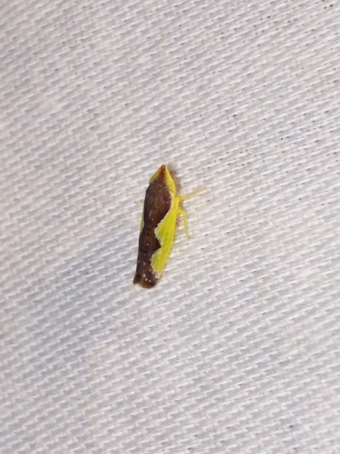 Platymetopius