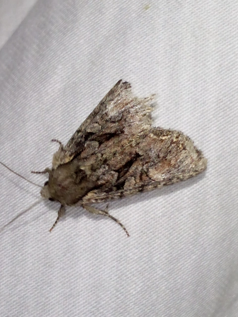 Lacanobia thalassina - borbolya-kertibagoly