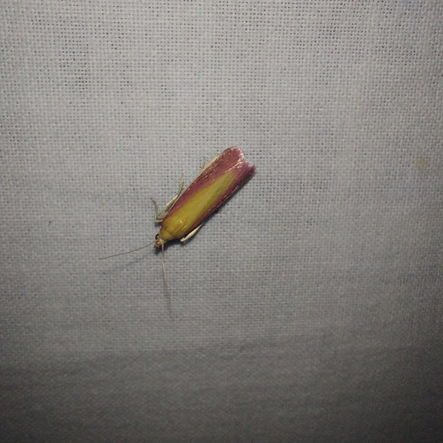 Oncocera semirubella - lucernamoly