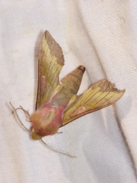 Deilephila porcellus - piros szender