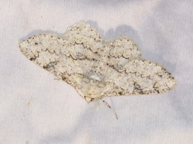 Ascotis selenaria - holdas faaraszoló