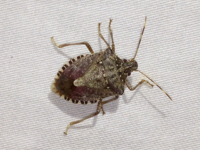 Halyomorpha halys - ázsiai márványospoloska