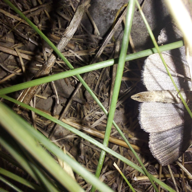 Aplocera plagiata - szürke csíkosaraszoló