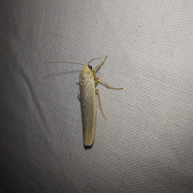 Eilema complana - közönséges zuzmószövő
