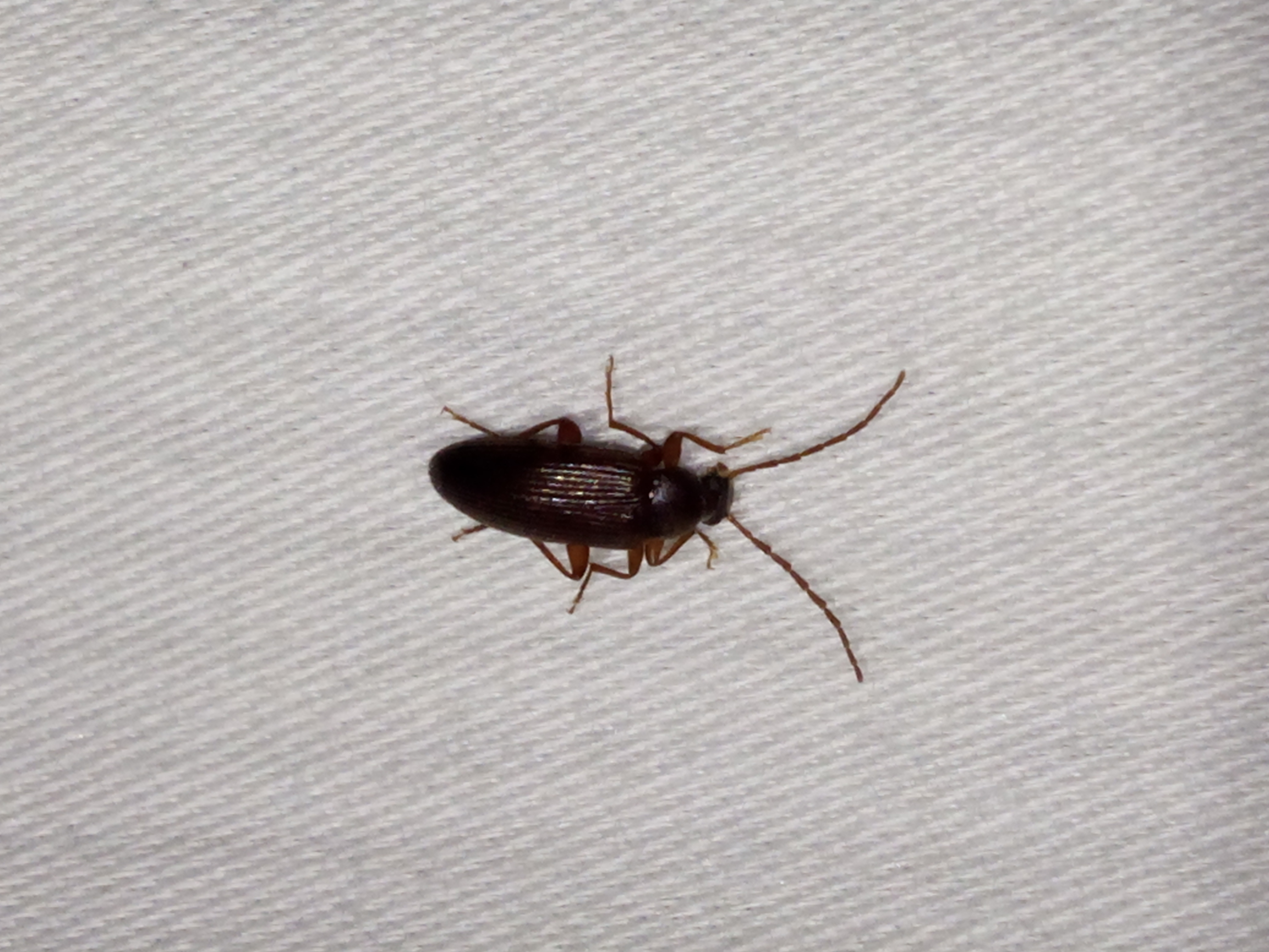 Allecula morio - karcsú alkonybogár