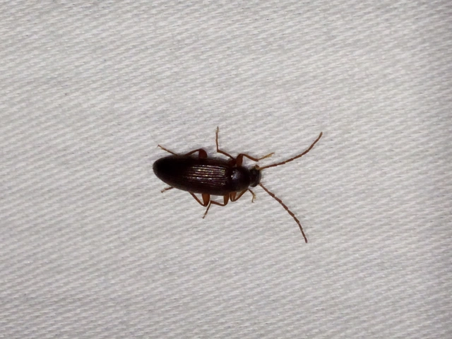 Allecula morio - karcsú alkonybogár Allecula morio - karcsú alkonybogár