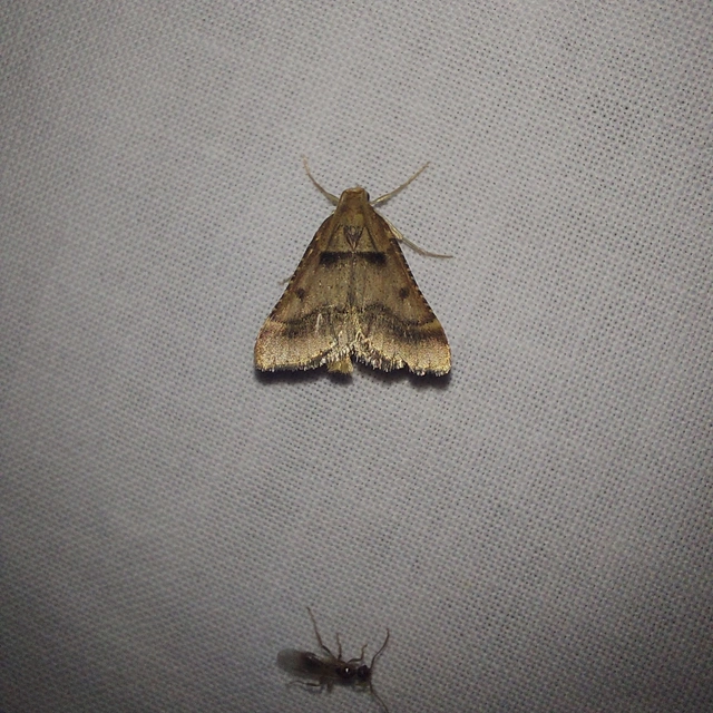 Stemmatophora brunnealis - barna fényilonca