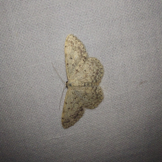 Scopula marginepunctata - pettyes sávosaraszoló