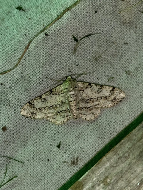 Ascotis selenaria - holdas faaraszoló