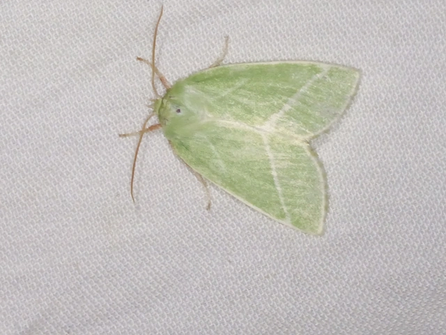 Pseudoips prasinana - bükkfa-zöldbagoly