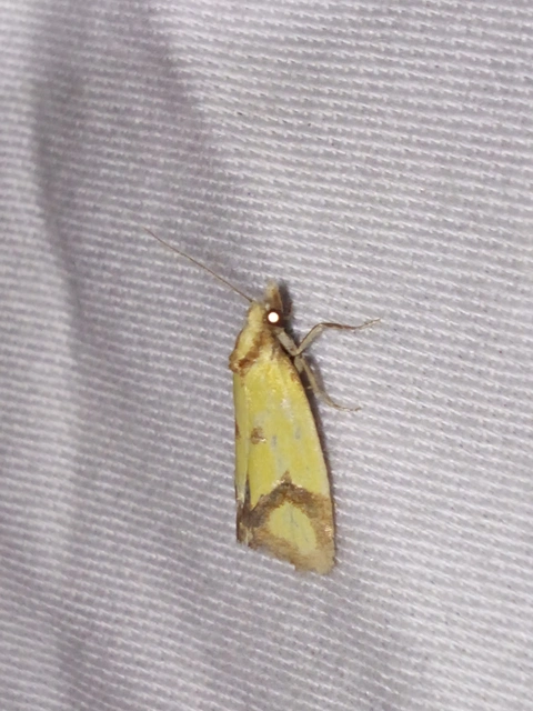 Agapeta zoegana - barnacsíkos sárgamoly